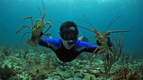 Key West Lobster Diving Spots