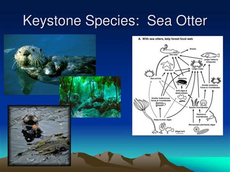 Keystone Species Examples In The Ocean