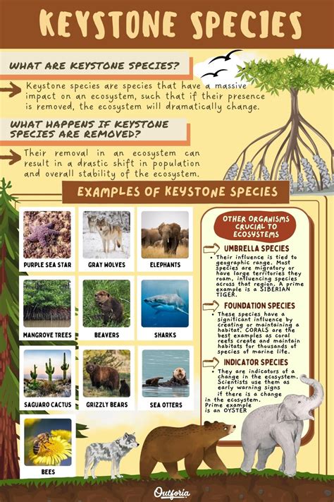 Keystone Species Give Examples