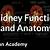 khan academy kidney