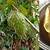 khasiat air daun durian belanda