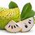 khasiat air durian belanda