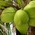 khasiat buah kelapa