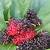 khasiat buah mulberry