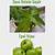 khasiat daun belalai gajah dan epal hijau