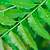 khasiat daun neem