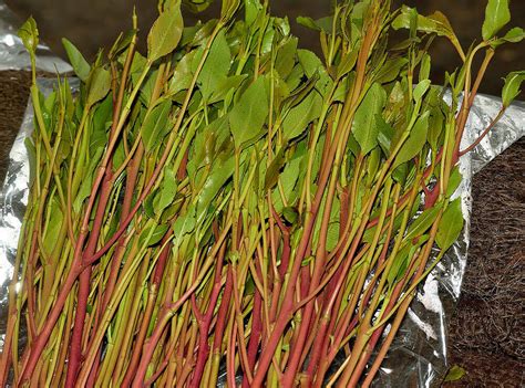 Khat Leaves Effects