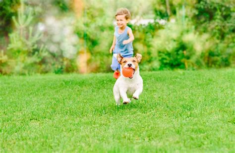 kid and pet friendly lawn care