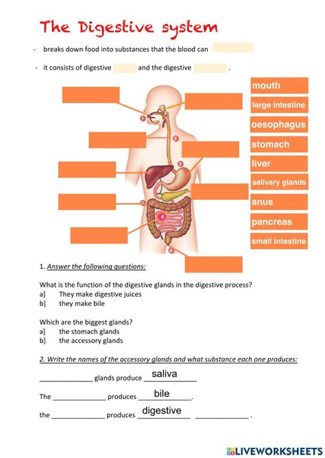 Kid Worksheets Digestive System