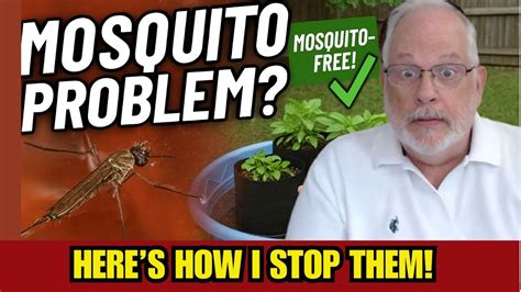 Kiddie Pool Mosquitoes