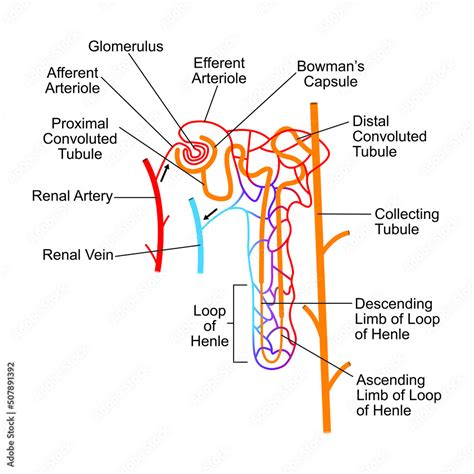Kidney And Nephron Labeling