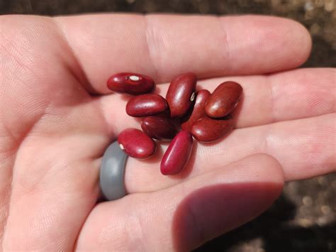 kidney bean size