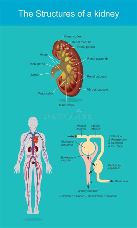 Kidney Beans And Digestive System