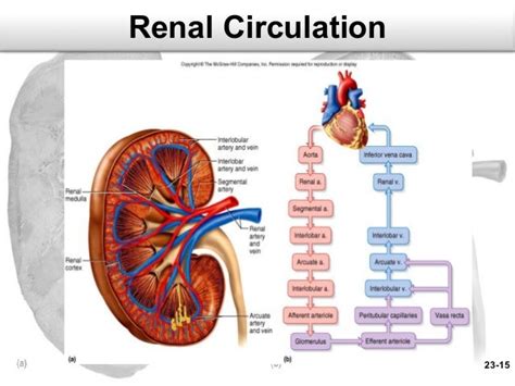 Kidney Blood Circulation