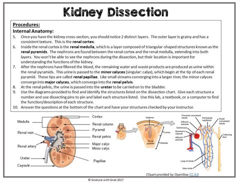 Kidney Dissection Lab Report