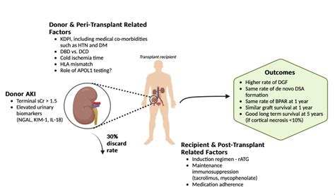 Kidney Donation Long Term Effects