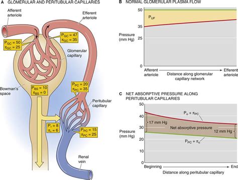 Kidney Filtration Low