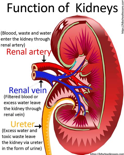 Kidney Function Is 10