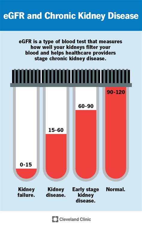 Kidney Function Test Glomerular Filtration Rate
