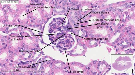 Kidney Microscope Slide Labeled