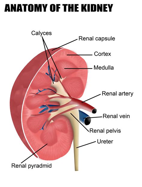 kidney pictures anatomy