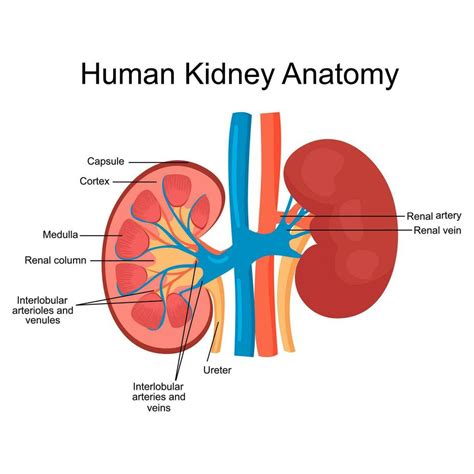 Kidney With Labels