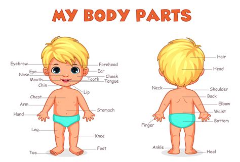 kids learning body parts