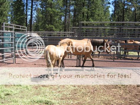 kiger mustang horses for adoption