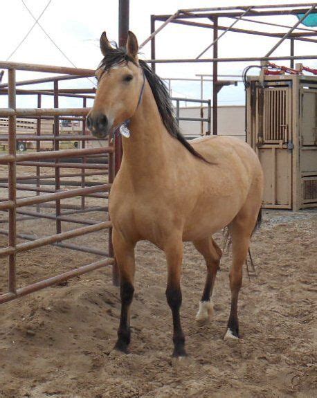 kiger mustangs blm wild horses for adoption