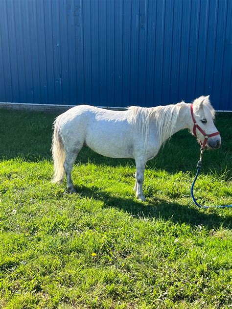 kijiji ontario horses and ponies for rehoming