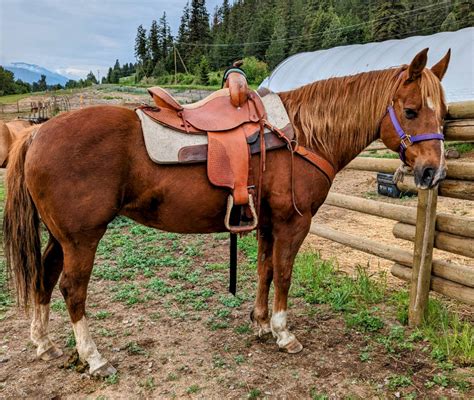 kijiji quebec horses for sale