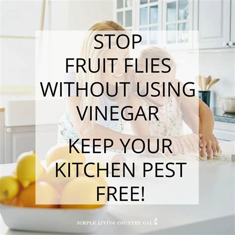 Kill Fruit Flies Without Vinegar