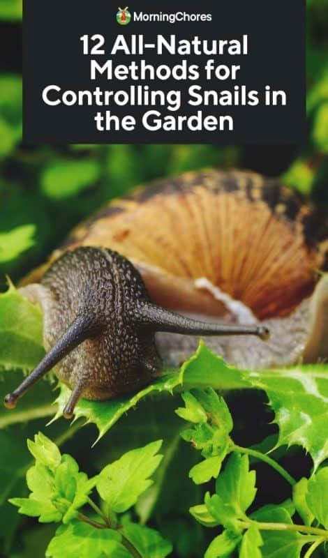 Kill Garden Snails Naturally