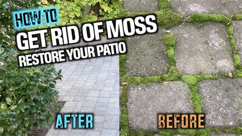 How To Get Rid of Moss in Your Lawn Naturally