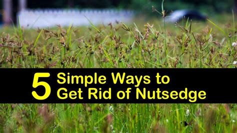 Kill Nutsedge Naturally