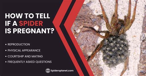 kill pregnant spider