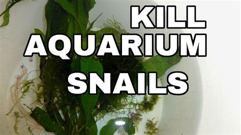 Kill Snails Aquarium Plants