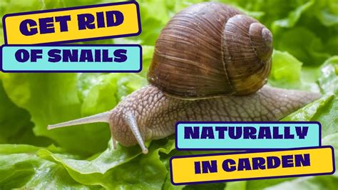 Kill Snails In Garden