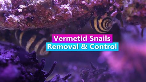 Kill Vermetid Snails