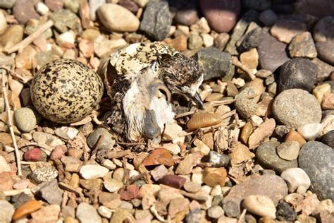 Killdeer Bird Eggs Hatching