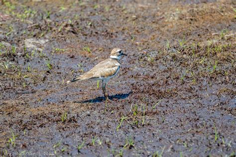 Killdeer Bird Nj