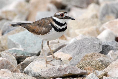 Killdeer Utah