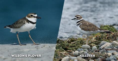 Discover 6 Insights killdeer vs plover Feathered Differences