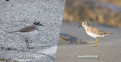 6 Things killdeer vs sandpiper Unveiling Shorebird ID Secrets