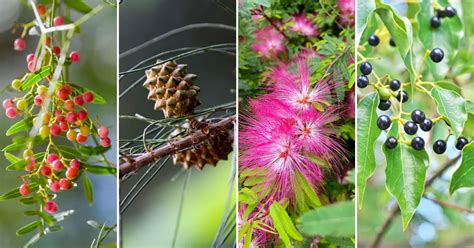 Killer Trees In Florida