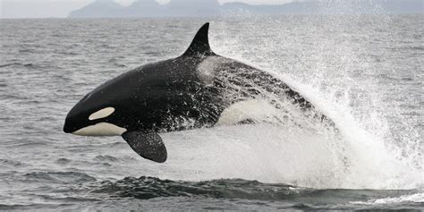killer whale endangered status