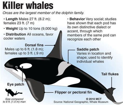 killer whale facts and information