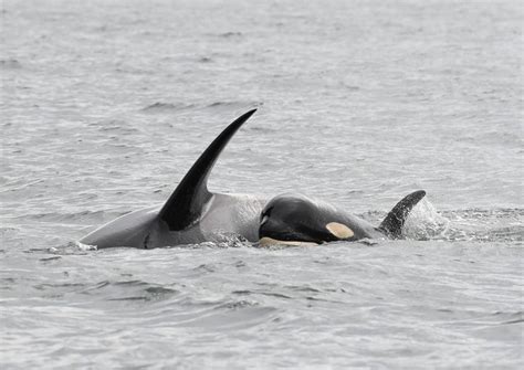 killer whale who carried her dead calf