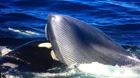 killer whales attack blue whale