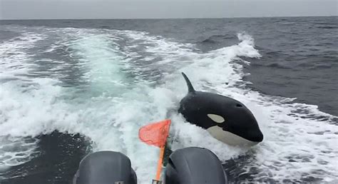 killer whales attack boat